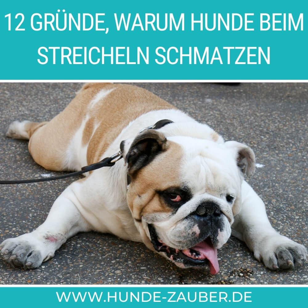 12 Gründe, warum Hunde beim Streicheln schmatzen [2021] HundeZauber