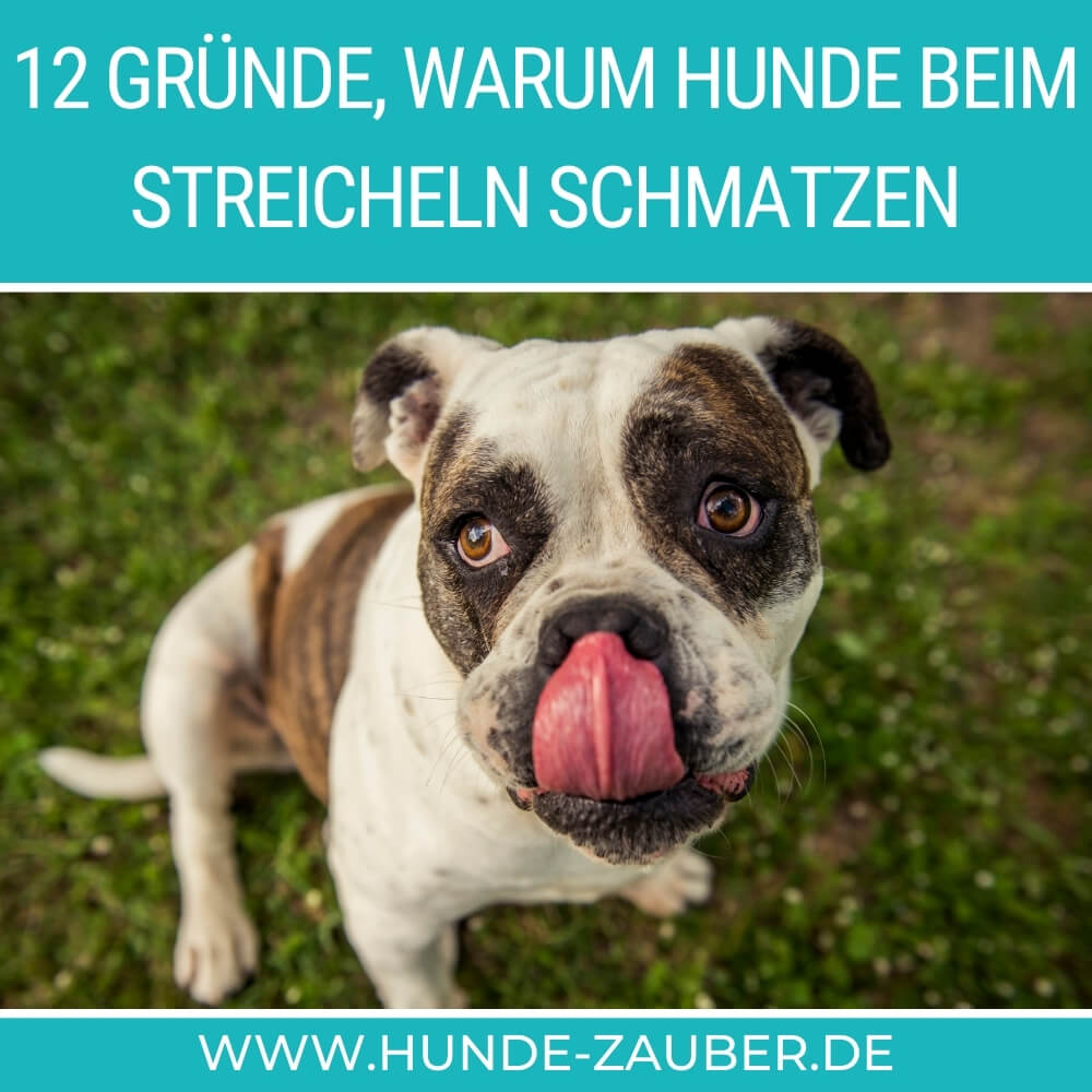 12 Gründe, warum Hunde beim Streicheln schmatzen [2021] HundeZauber