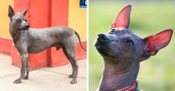 10 Hunde ohne Fell Mit Bildern [2021] HundeZauber