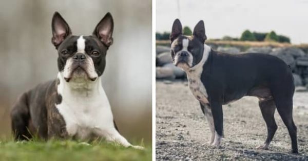 39 Hunde, die nicht stinken Mit Bildern [2021] HundeZauber