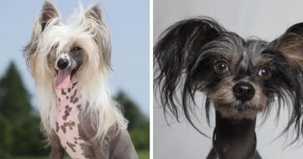 39 Hunde, die nicht stinken Mit Bildern [2021] HundeZauber