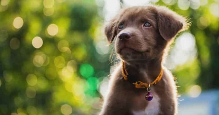 Warum haben Hunde Schnurrhaare? Studien [2021] HundeZauber