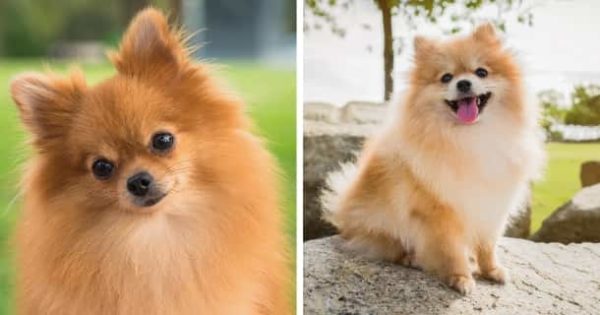 29 Hunde, die viel haaren Mit Bildern [2021] HundeZauber