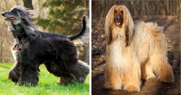41 Hunde mit viel Fell Mit Bildern [2021] HundeZauber