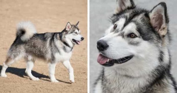 26 Hunde, die wie Wölfe aussehen Mit Bildern [2021] HundeZauber