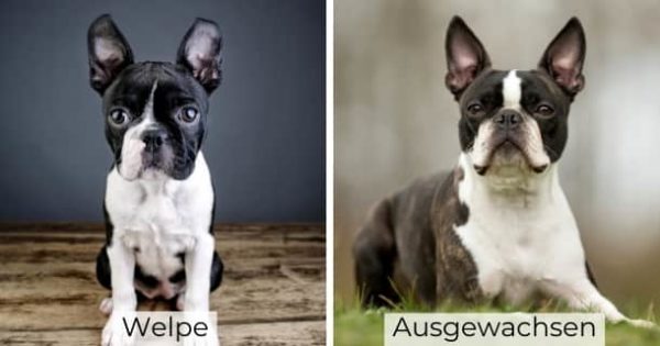 36 Hunde, die immer wie Welpen aussehen + Bilder [2021] HundeZauber