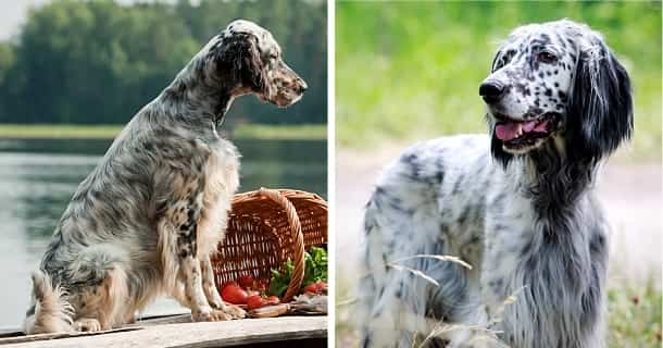 English Setter