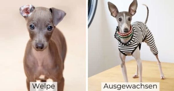 36 Hunde, die immer wie Welpen aussehen + Bilder [2021] HundeZauber
