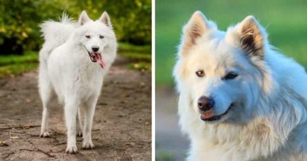 26 Hunde, die wie Wölfe aussehen Mit Bildern [2021] HundeZauber