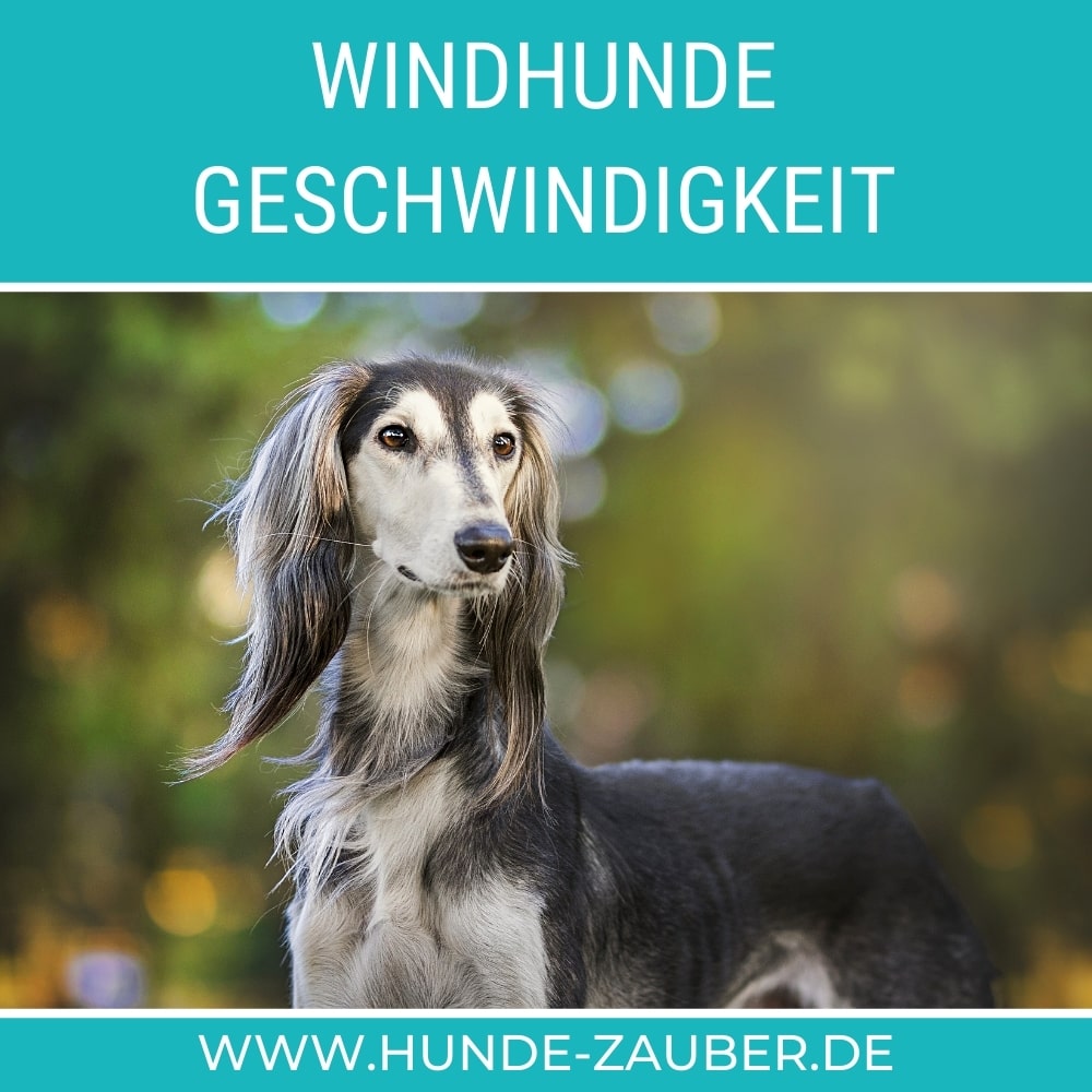 Alle 27 Windhunde mit Geschwindigkeit &amp; Bildern [2021] HundeZauber