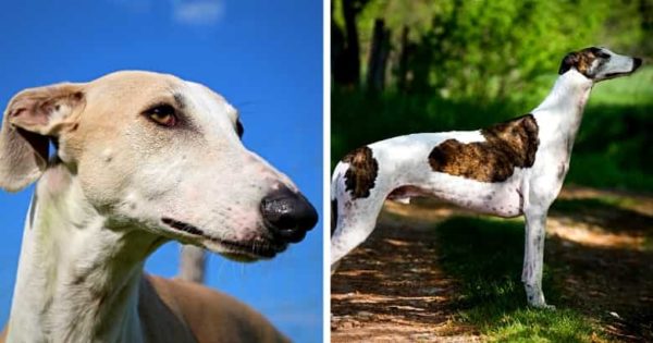 Die 20 größten Windhunderassen Mit Bildern [2021] HundeZauber