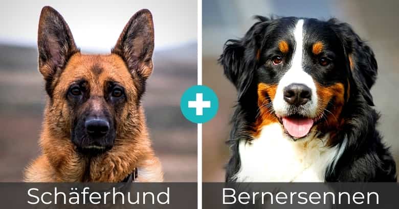 Top 25 Beliebteste Schaferhund Mixe Mit Bildern 2021 Hunde Zauber