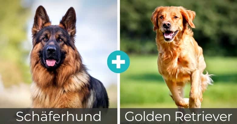 Top 25 Beliebteste Schaferhund Mixe Mit Bildern 2021 Hunde Zauber