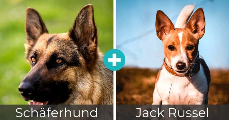 Top 25 Beliebteste Schaferhund Mixe Mit Bildern 2021 Hunde Zauber