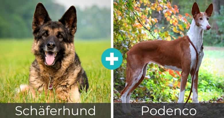 Top 25 Beliebteste Schaferhund Mixe Mit Bildern 2021 Hunde Zauber