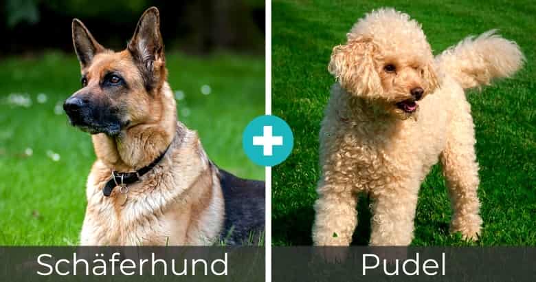 Top 25 Beliebteste Schaferhund Mixe Mit Bildern 2021 Hunde Zauber