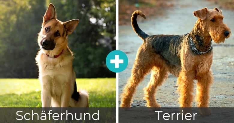 Top 25 Beliebteste Schaferhund Mixe Mit Bildern 2021 Hunde Zauber