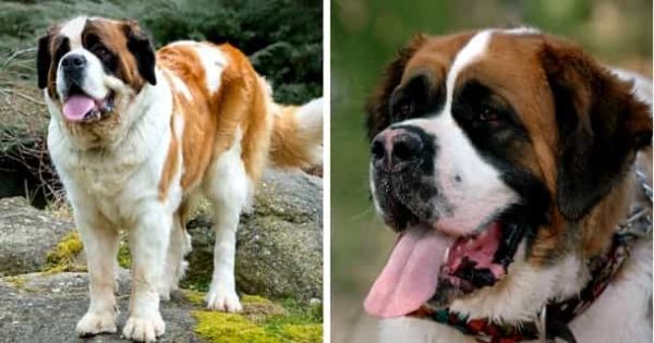 Top 25 stärksten Hunderassen der Welt Mit Bildern [2021] HundeZauber