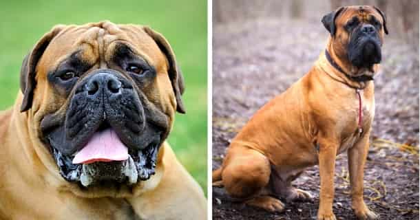 Die 30 Beliebtesten Mastiff Arten Mit Bildern 2021 Hunde Zauber