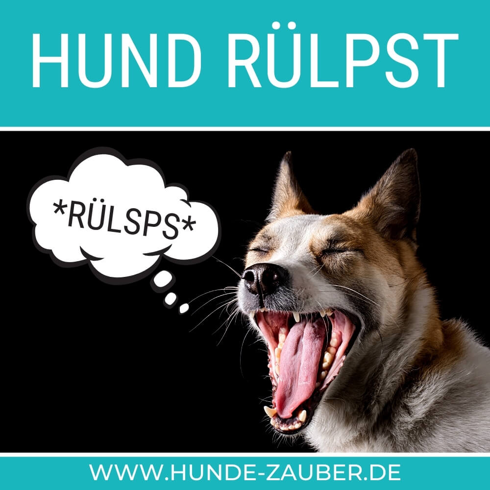 Hund rülpst Was normal ist &amp; was nicht [2021] HundeZauber