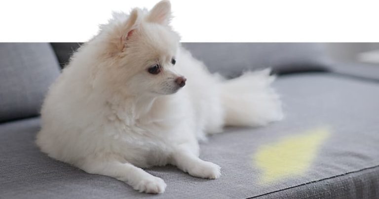 Hund pinkelt auf Couch 6 Ursachen &amp; Lösung [2021] HundeZauber