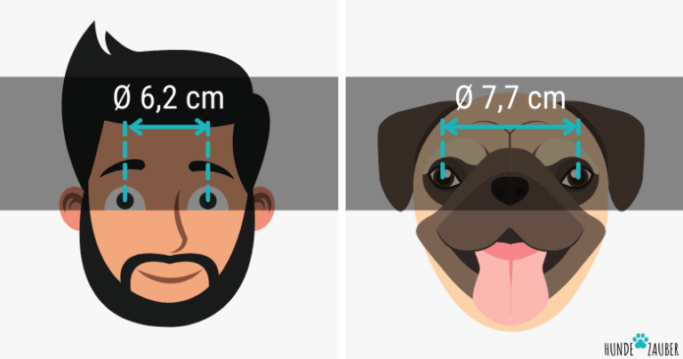 Wie sehen Hunde nachts? Mit Bildern [2021] HundeZauber