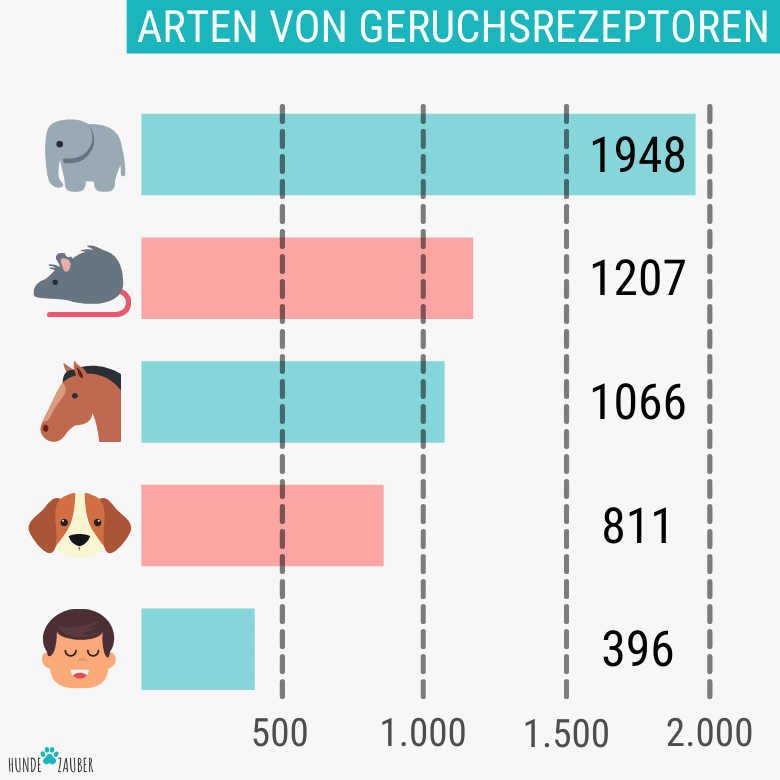 Arten und Zahl von Geruchsrezeptoren bei Hunden, Menschen und weiteren Tieren