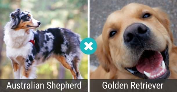 Australian Shepherd Golden Retriever Mix