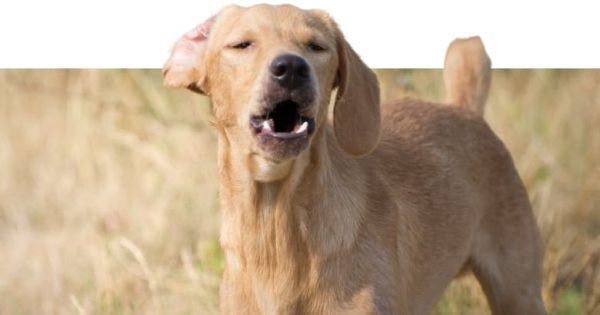 Hund bellt alles an Die 22 häufigsten Ursachen [2021] HundeZauber