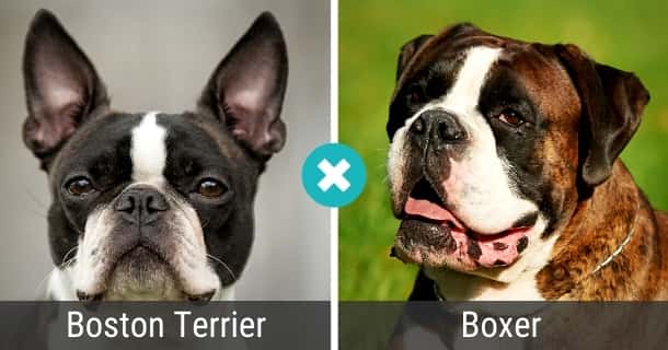 Boston Terrier Boxer Mix