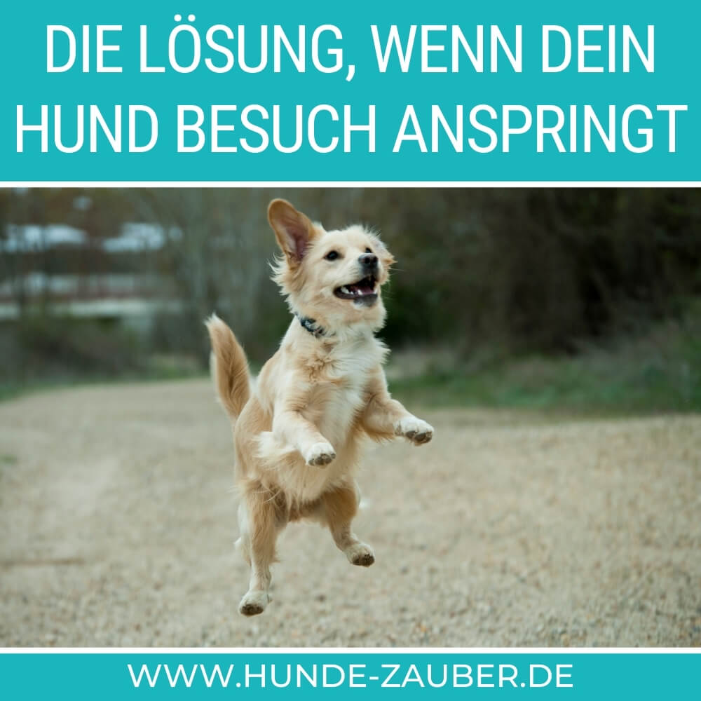 9 Tipps, wenn dein Hund Besuch anspringt [2021] HundeZauber