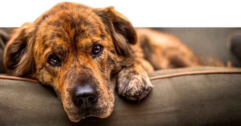 Seufzen beim Hund 7 Ursachen &amp; Lösung [2021] HundeZauber