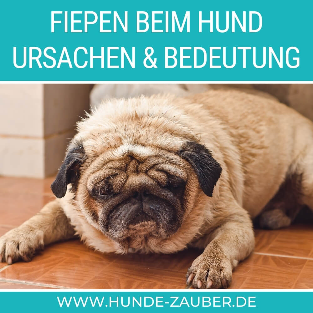 Fiepen beim Hund Ursachen, Bedeutung &amp; Tipps [2021] HundeZauber