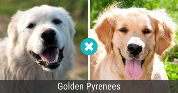 Golden Pyrenees = Golden Retriever x Pyrenäenberghund