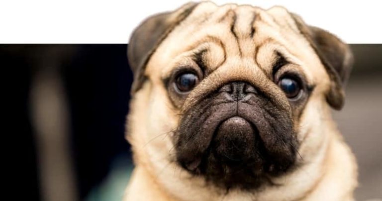 Hund röchelt und würgt 9 häufigste Ursachen [2021] HundeZauber