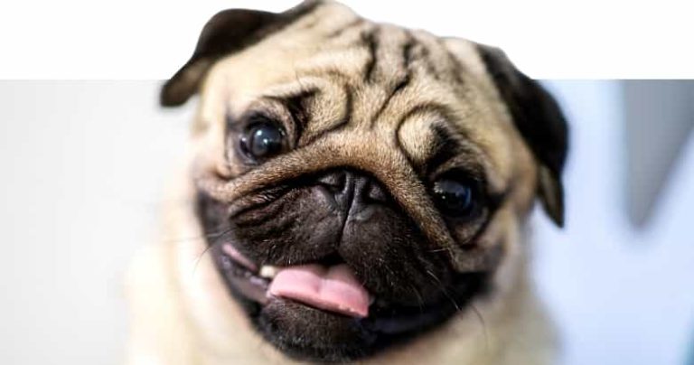 12 Gründe, warum Hunde beim Streicheln schmatzen [2021] HundeZauber