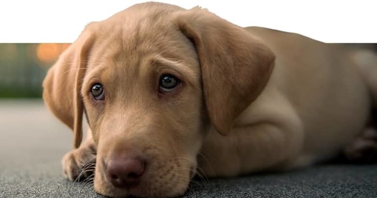 Hund würgt weißen Schleim 9 Ursachen &amp; Lösung [2021] HundeZauber