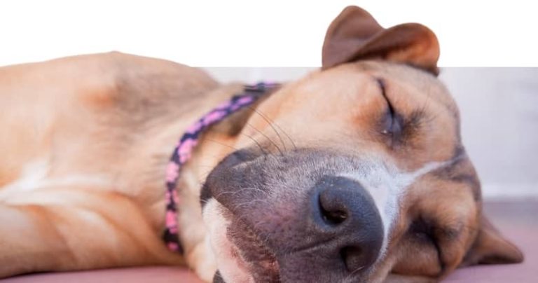 Hund nachts unruhig 11 Ursachen + Lösung [2021] HundeZauber