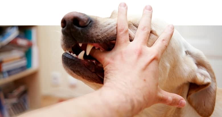Hund beißt in Hand