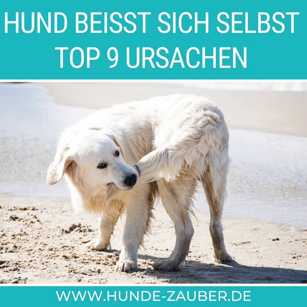 Hund beißt sich selbst Top 9 Ursachen [2021] HundeZauber