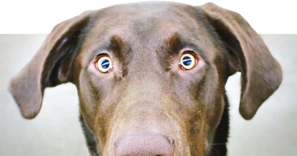Hund verhält sich komisch 10 häufigste Ursachen [2021] HundeZauber