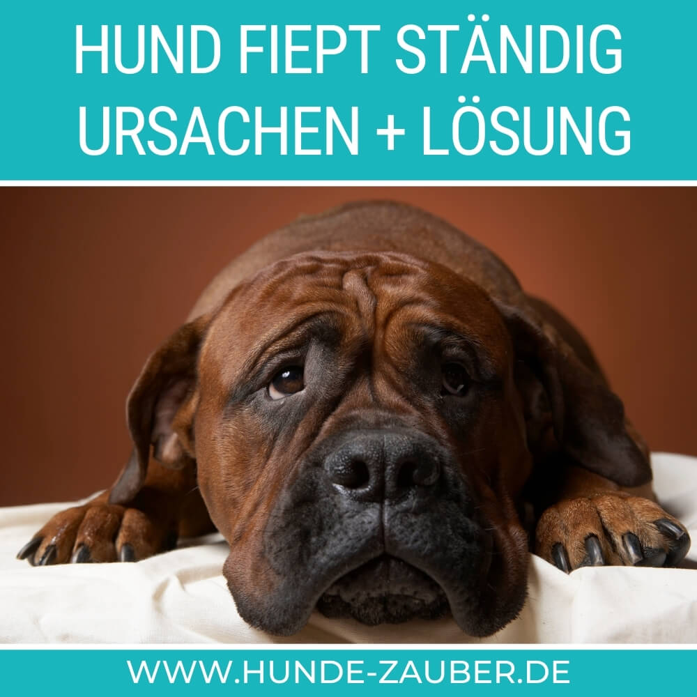 Hund fiept ständig Top 11 Ursachen + Lösung [2021] HundeZauber