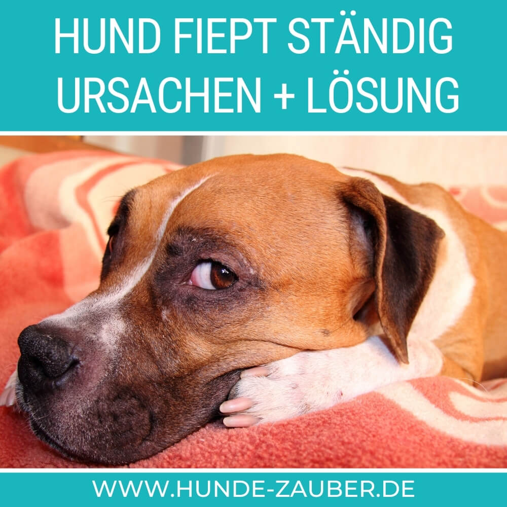 Hund fiept ständig | Top 11 Ursachen + Lösung [2024] – Hunde-Zauber