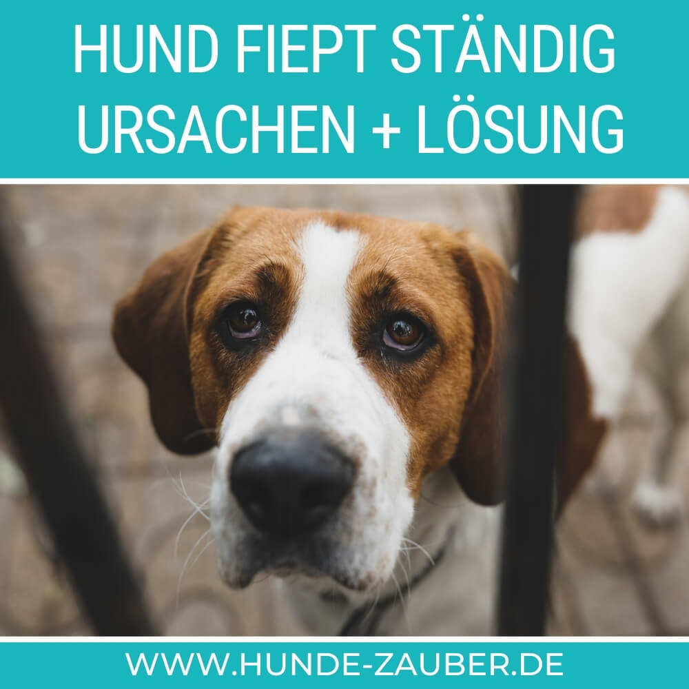 Hund fiept ständig Top 11 Ursachen + Lösung [2021] HundeZauber