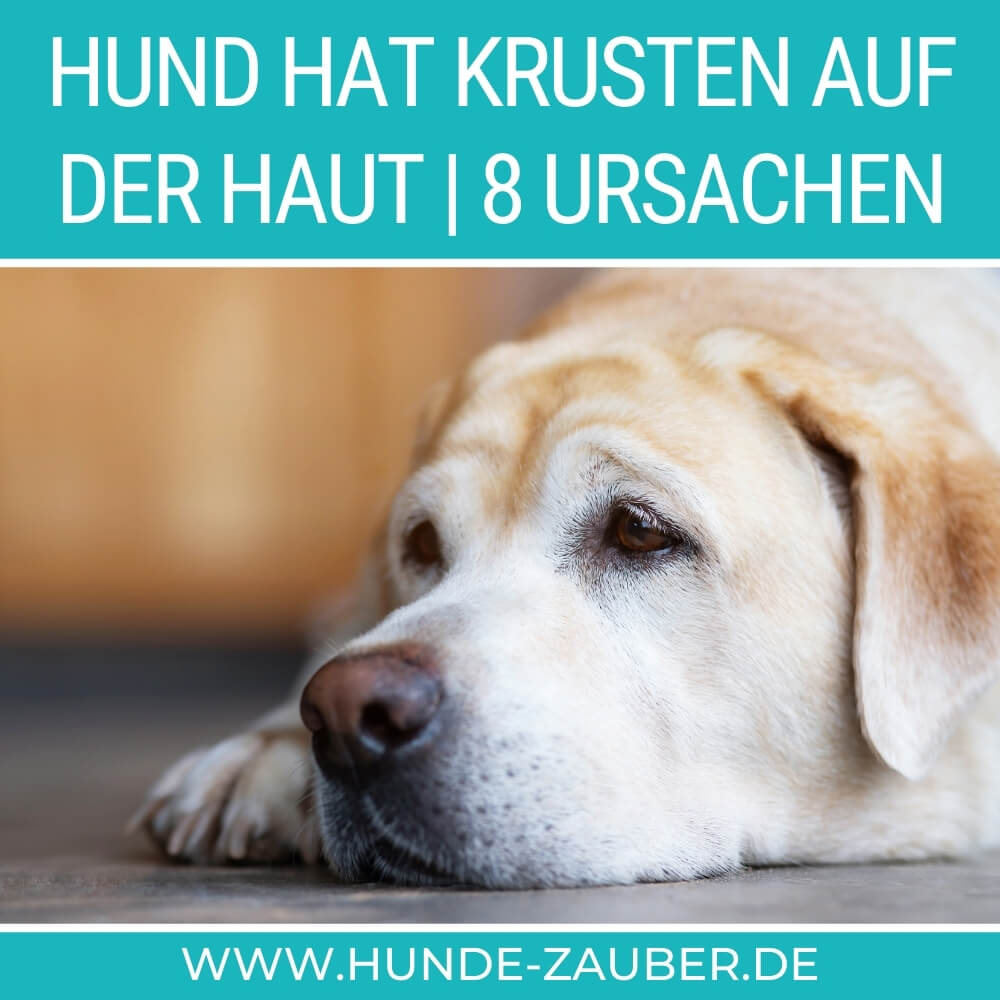 Hund hat Krusten auf der Haut | 8 Ursachen [2023] – Hunde-Zauber