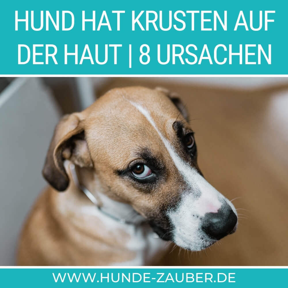 Hund hat Krusten auf der Haut | 8 Ursachen [2023] – Hunde-Zauber