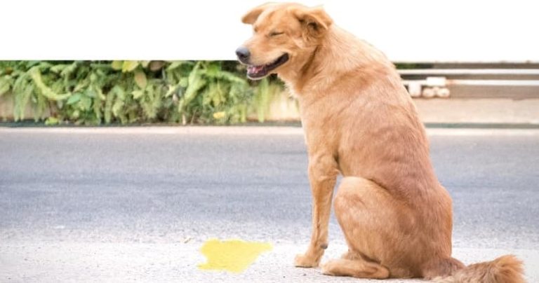 Hund pinkelt bei Begrüßung 8 Ursachen + Lösung [2021] HundeZauber