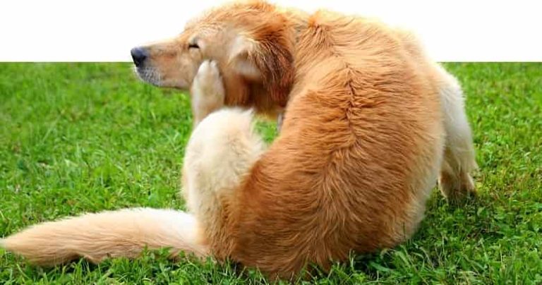 Hund kratzt sich am Maul 10 Ursachen + Lösung [2021] HundeZauber