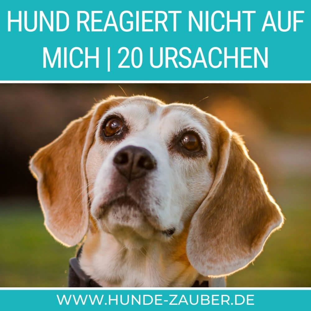 Hund reagiert nicht auf mich | 20 Ursachen [2024] – Hunde-Zauber