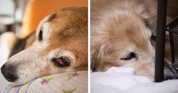 Hund schläft mit offenen Augen 9 Ursachen [2021] HundeZauber
